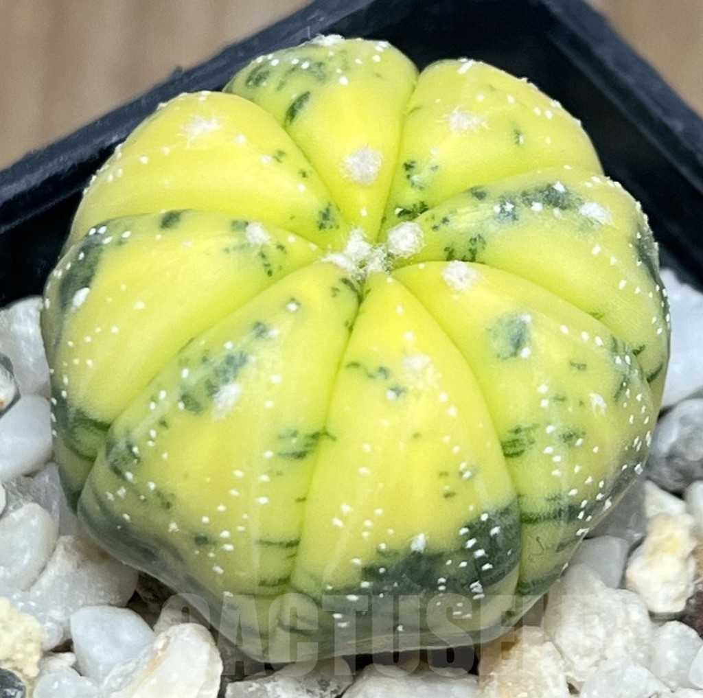 SHPR19058 Astrophytum asterias f. variegata - Image 2