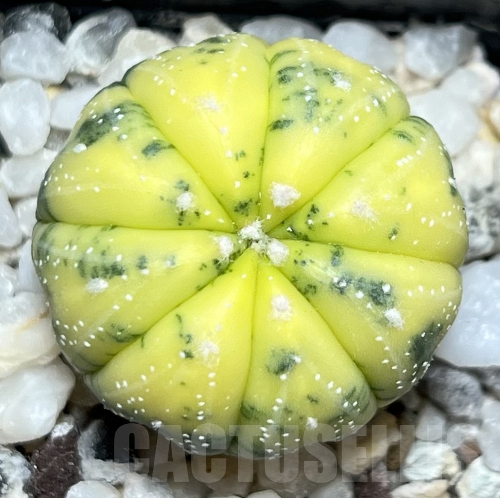 SHPR19058 Astrophytum asterias f. variegata