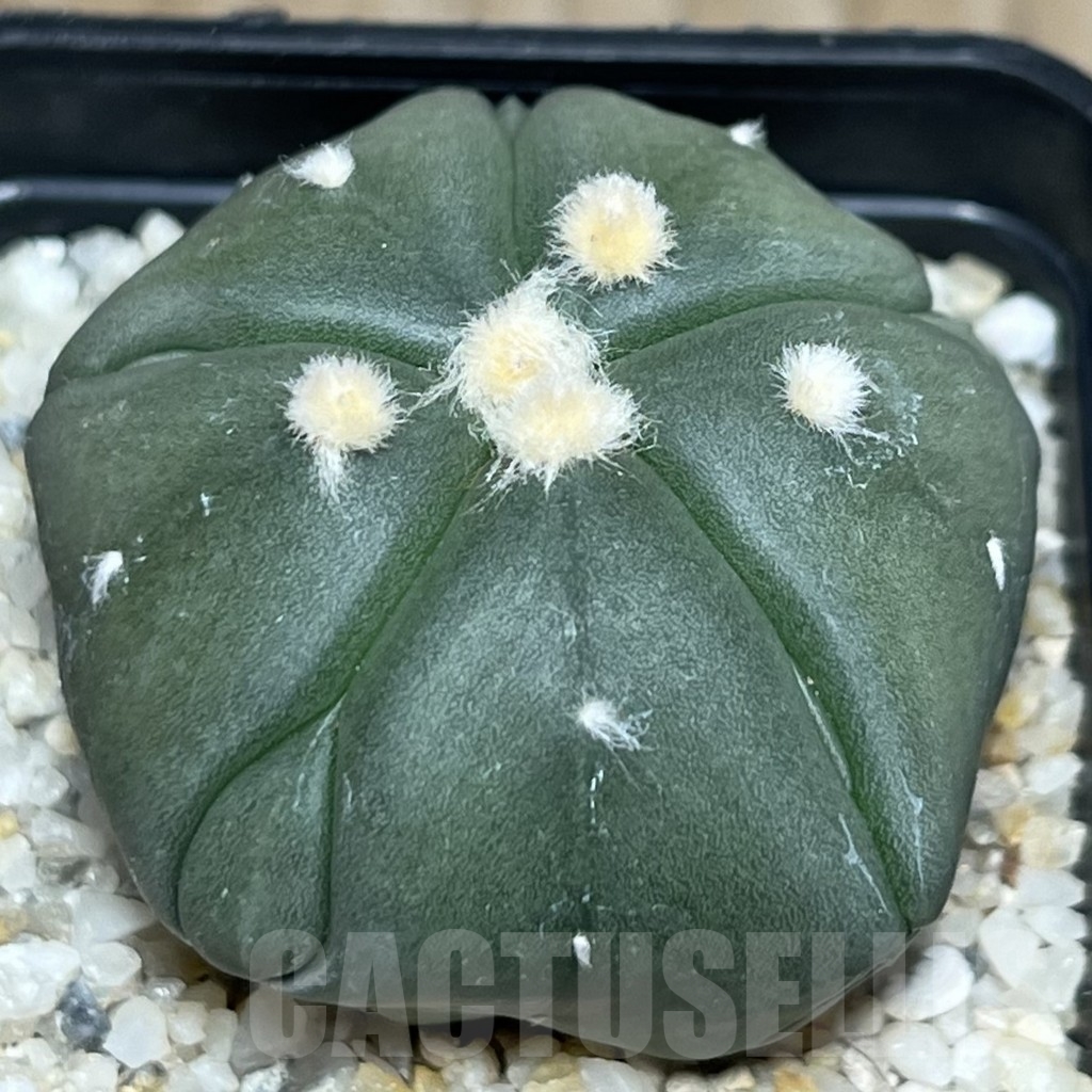 SHPR19059 Astrophytum asterias ‘Star 5 ribs Fukuryo’