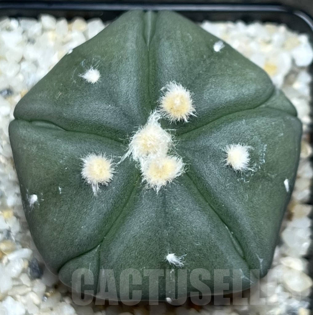 SHPR19059 Astrophytum asterias ‘Star 5 ribs Fukuryo’ - Зображення 2