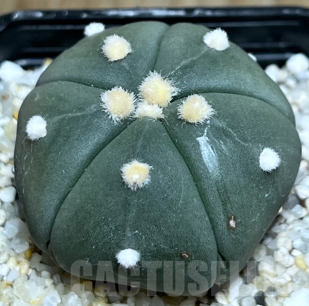 SHPR19060 Astrophytum asterias ‘Star 5 ribs Fukuryo’ – Bild 2