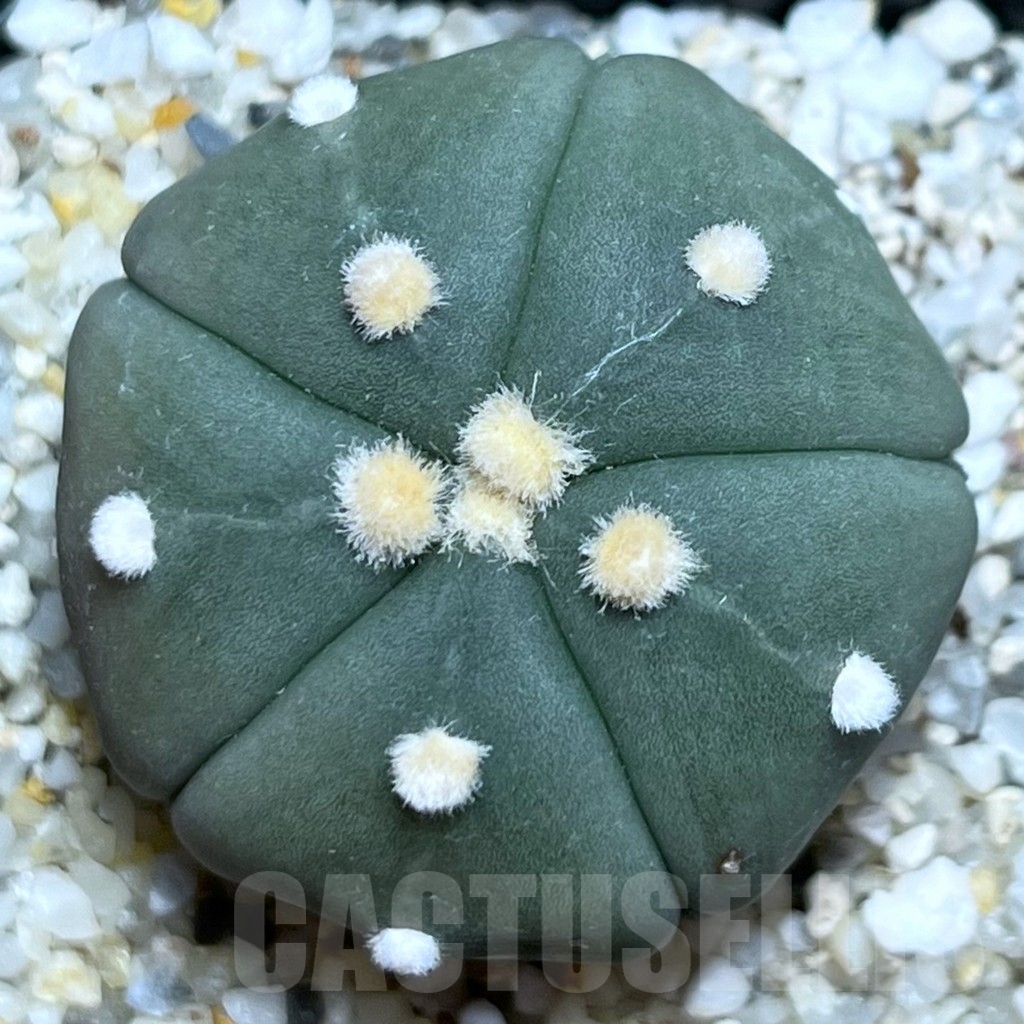 SHPR19060 Astrophytum asterias ‘Star 5 ribs Fukuryo’