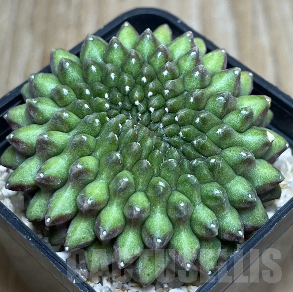 SHPR19061 Gymnocalycium hybrid 'inermis' f. cristata
