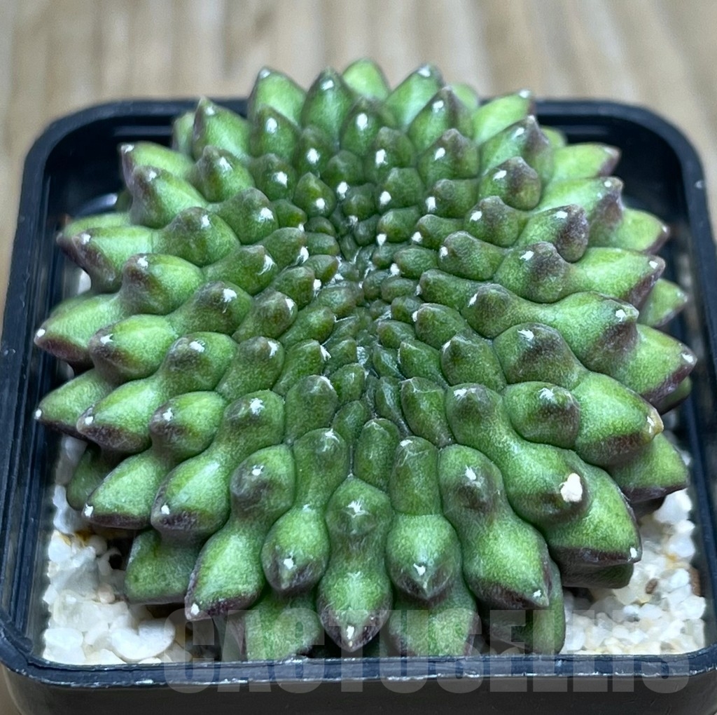 SHPR19061 Gymnocalycium hybrid 'inermis' f. cristata – Bild 2