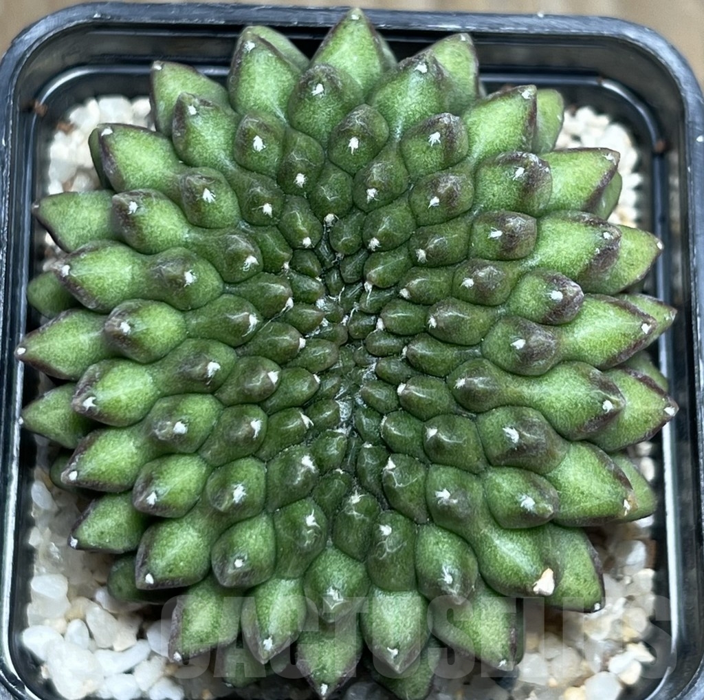 SHPR19061 Gymnocalycium hybrid 'inermis' f. cristata – Bild 3