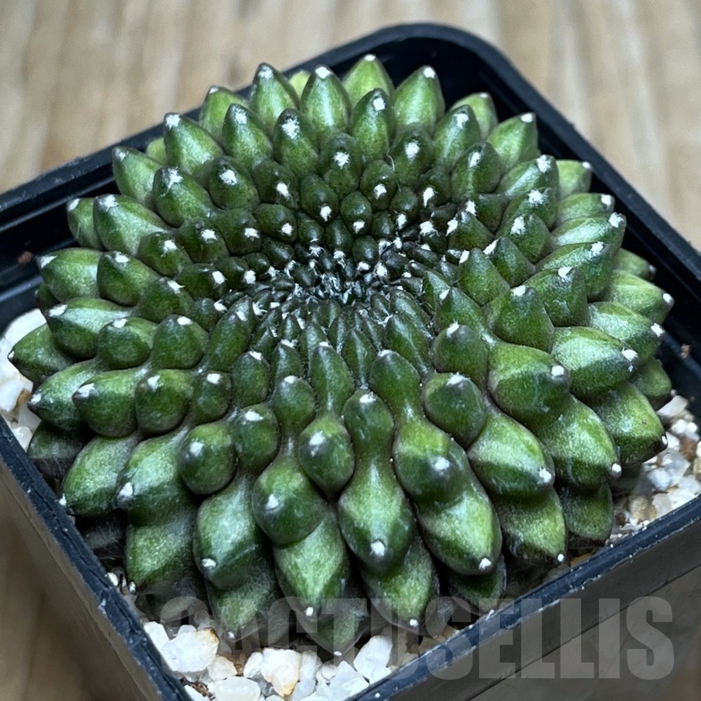 SHPR19062 Gymnocalycium hybrid 'inermis' f. cristata
