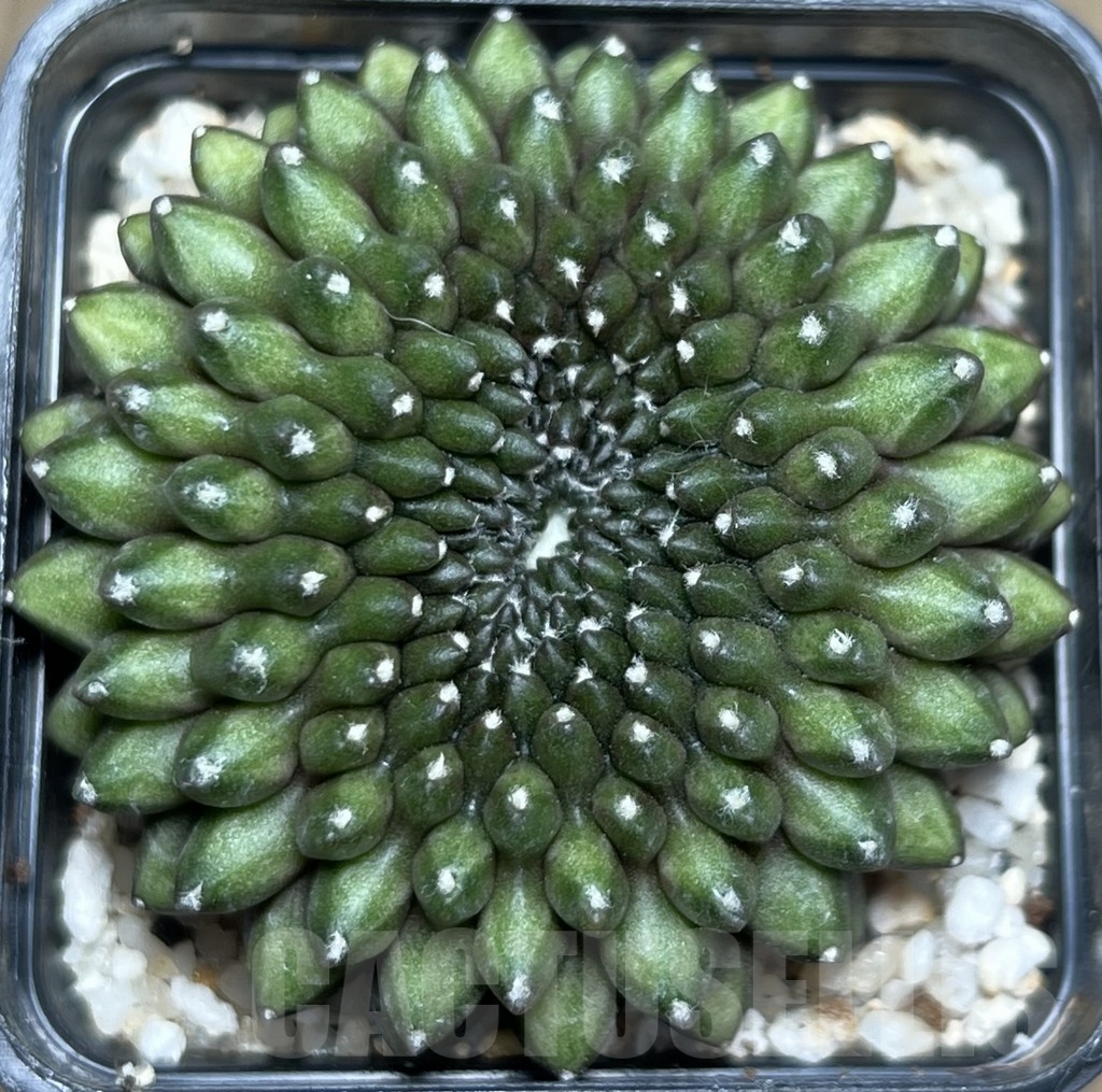 SHPR19062 Gymnocalycium hybrid 'inermis' f. cristata – Bild 2