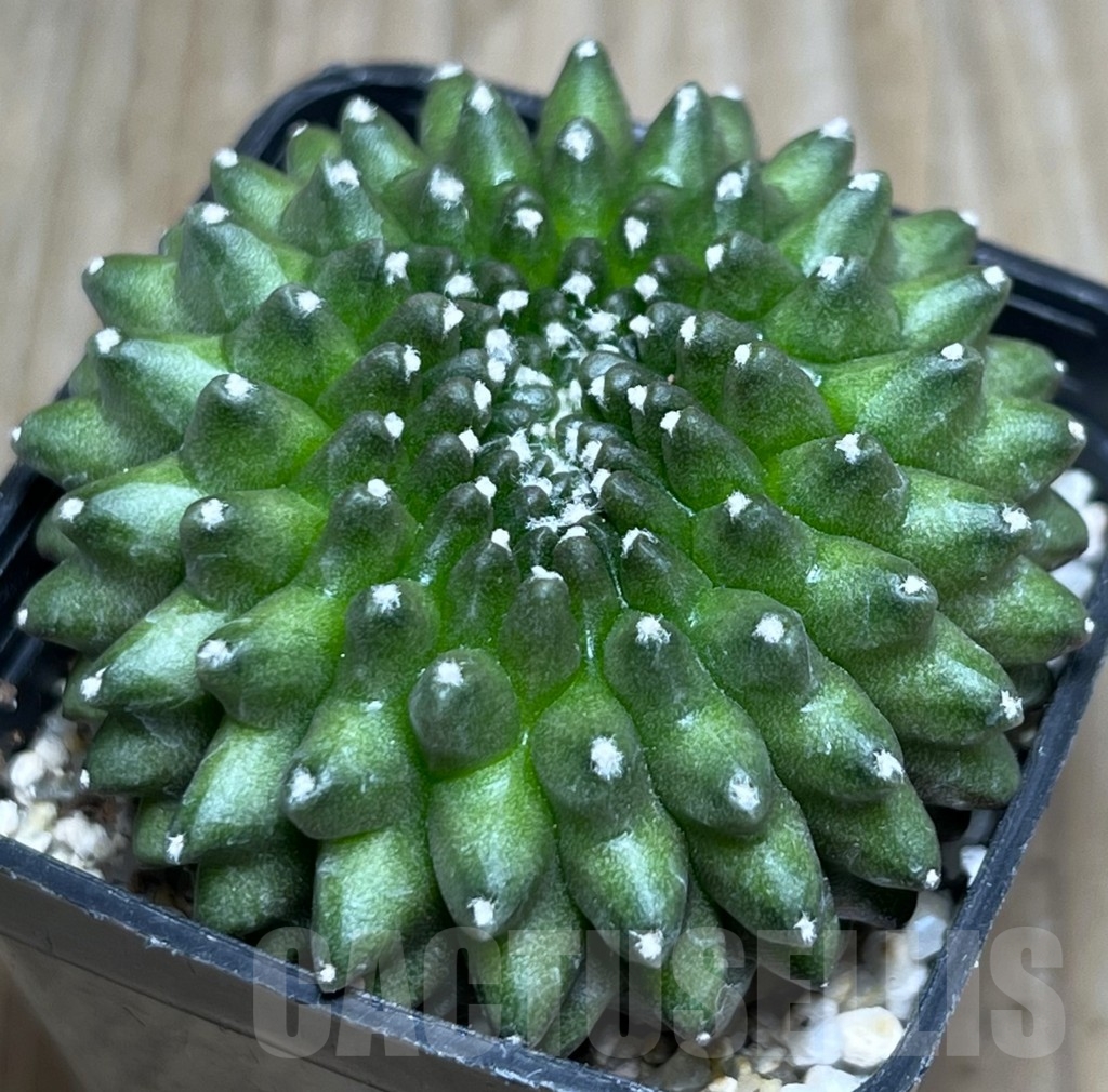 SHPR19063 Gymnocalycium hybrid 'inermis' f. cristata