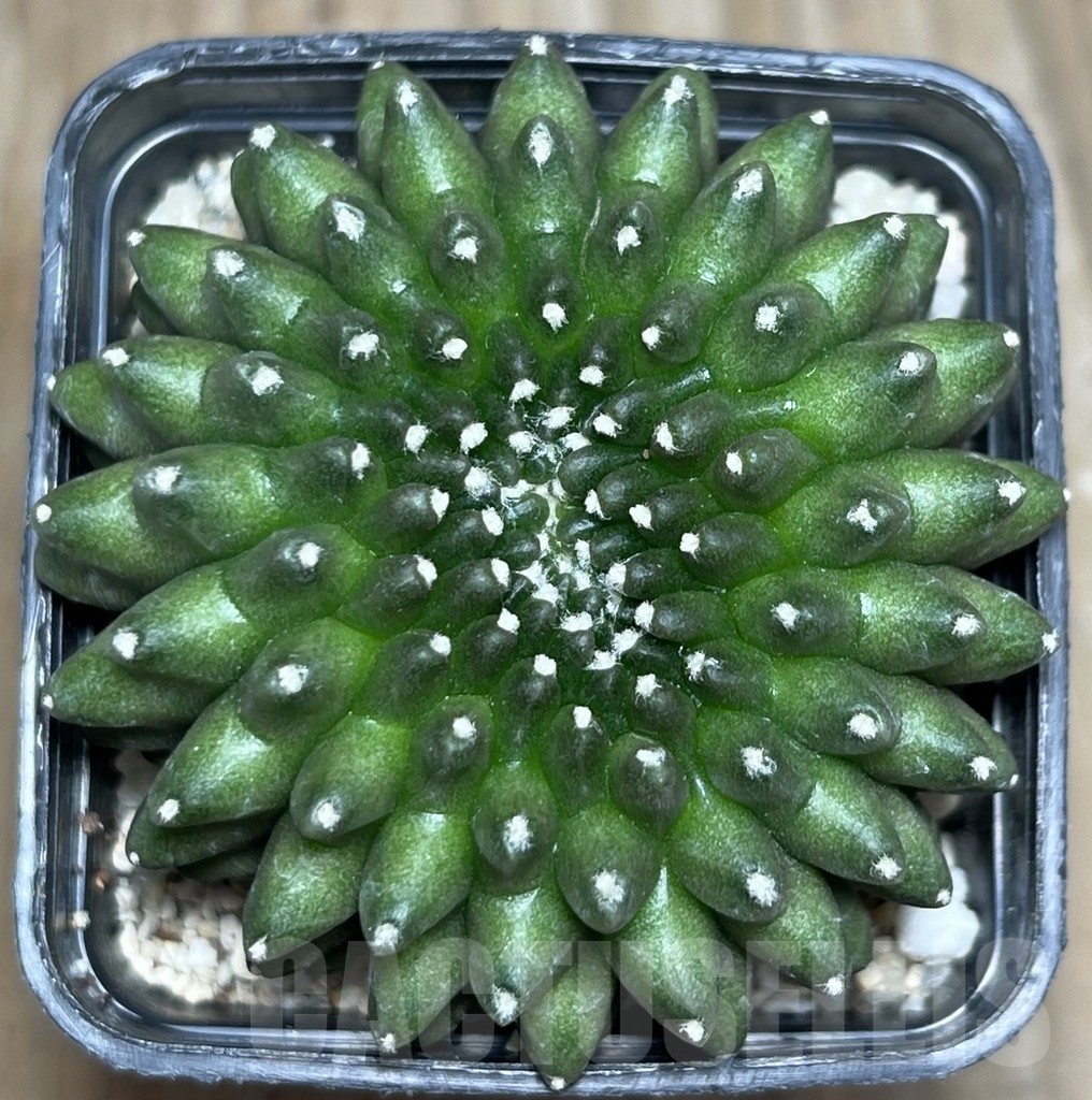 SHPR19063 Gymnocalycium hybrid 'inermis' f. cristata - Image 2