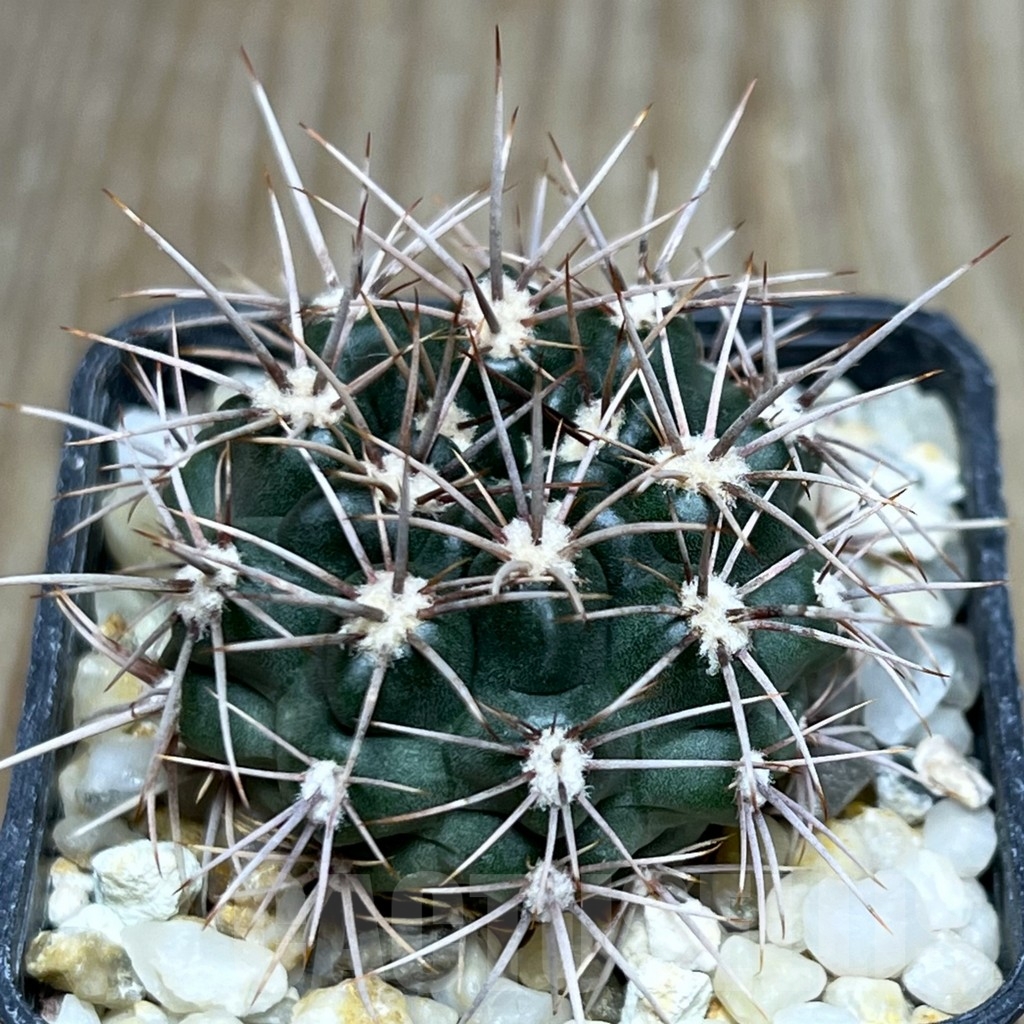 SHPR19064 Gymnocalycium neuhuberi VS 7, San Luis (Suyuque Nuevo), Argentina