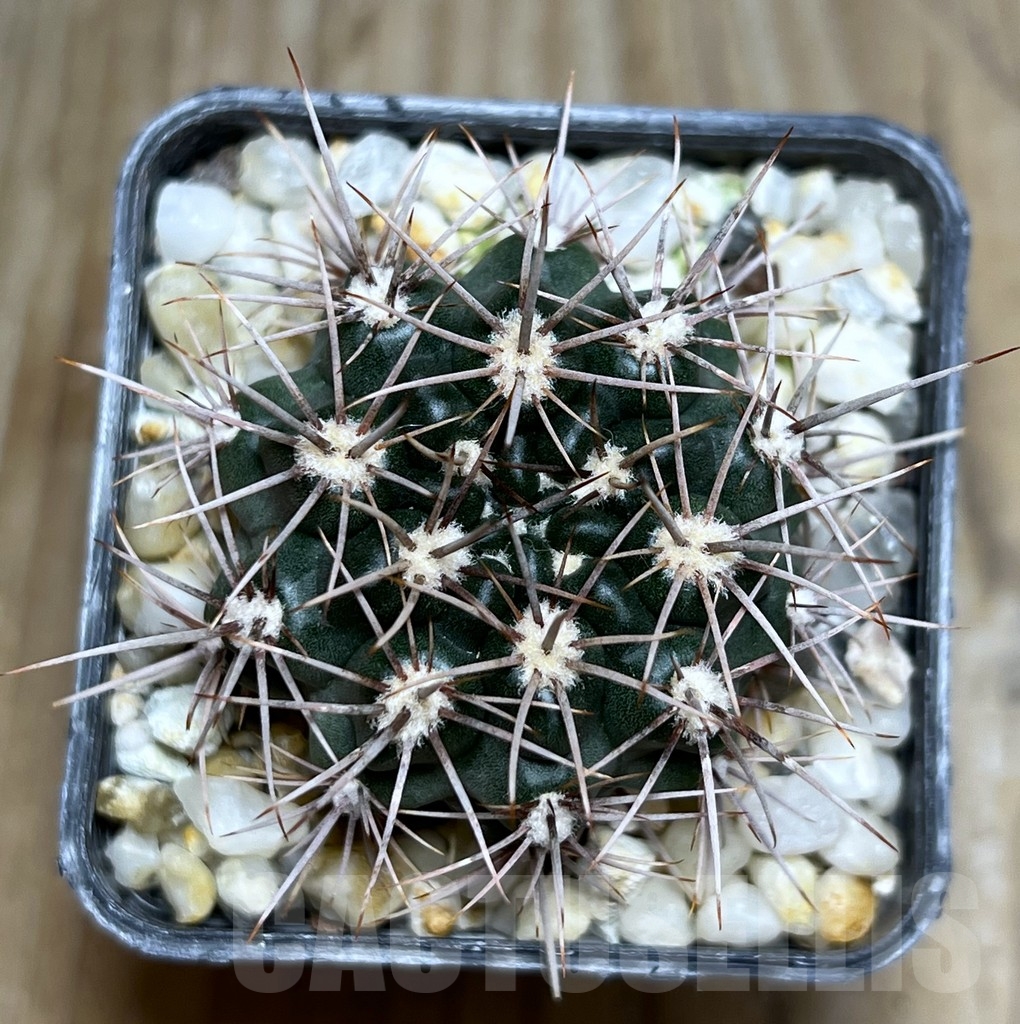 SHPR19064 Gymnocalycium neuhuberi VS 7, San Luis (Suyuque Nuevo), Argentina - Image 2