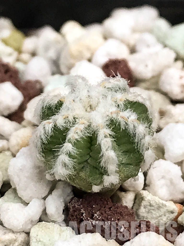 LOT239 10 SEEDS Aztekium Hintonii , Fresh 2022 Harvest – Bild 2