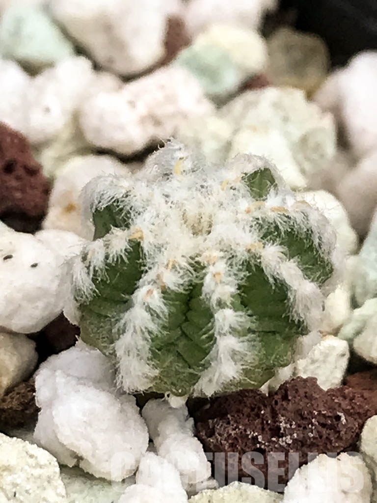 LOT239 10 SEEDS Aztekium Hintonii , Fresh 2022 Harvest – Bild 3