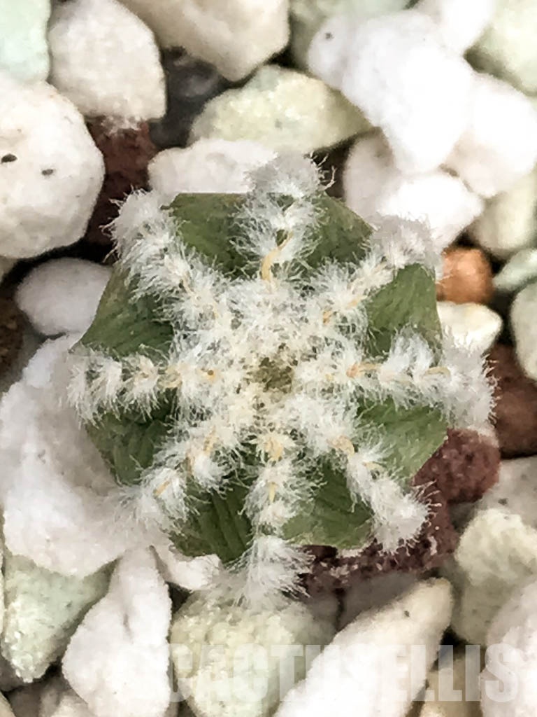 LOT239 10 SEEDS Aztekium Hintonii , Fresh 2022 Harvest