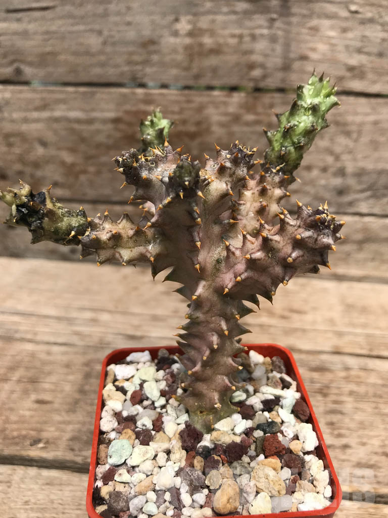 LOT246 10 SEEDS Edithcolea Grandis Maji Ya Chumvi 2021