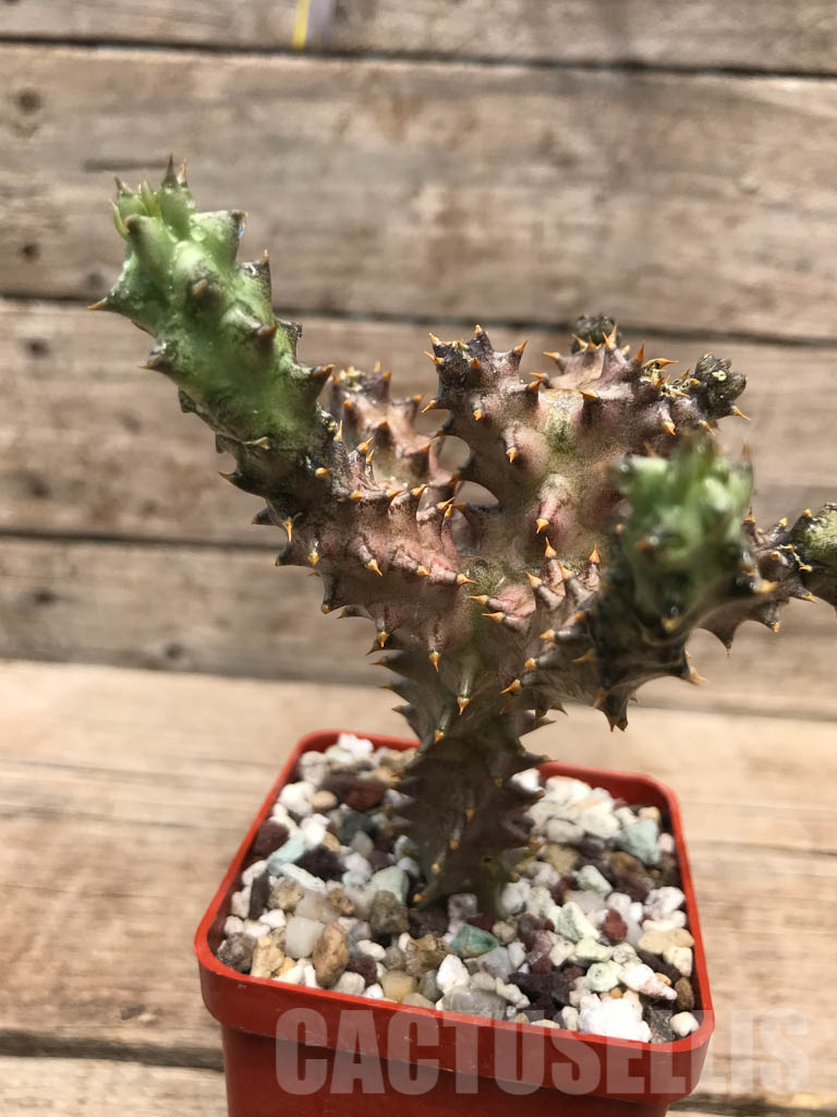 LOT246 10 SEEDS Edithcolea Grandis Maji Ya Chumvi 2021 - Image 3