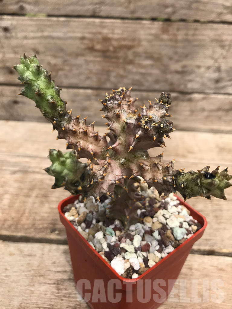 LOT246 10 SEEDS Edithcolea Grandis Maji Ya Chumvi 2021 - Image 4