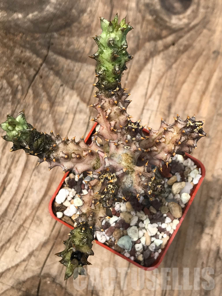 LOT246 10 SEEDS Edithcolea Grandis Maji Ya Chumvi 2021 - Image 5