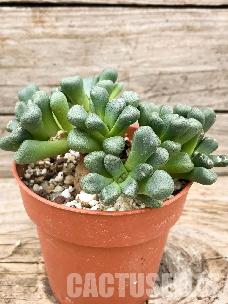 SH5307 Aloinopsis schooneesii, South Africa - immagine 3