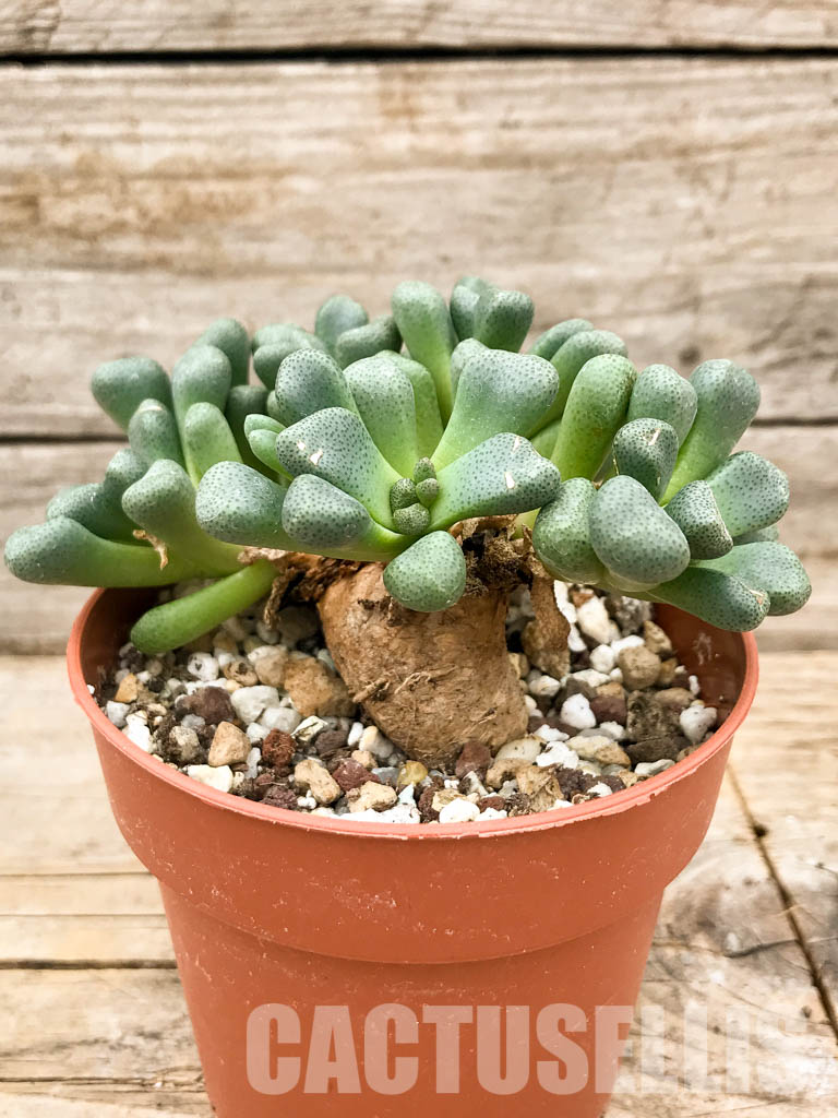 SH5307 Aloinopsis schooneesii, South Africa