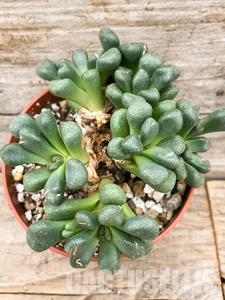 SH5307 Aloinopsis schooneesii, South Africa - immagine 5