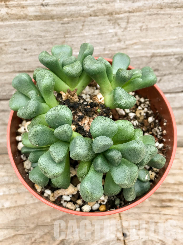 SH5307 Aloinopsis schooneesii, South Africa - immagine 6