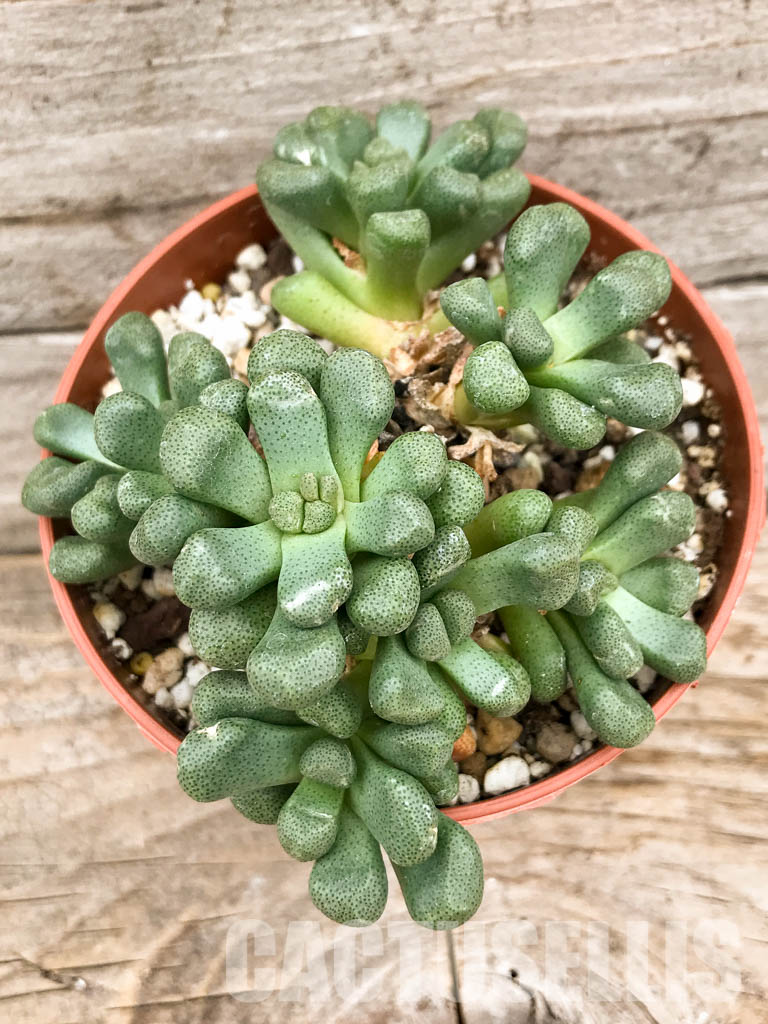 SH5307 Aloinopsis schooneesii, South Africa - immagine 7