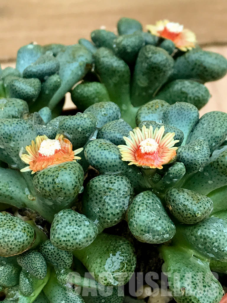 SH5307 Aloinopsis schooneesii, South Africa - immagine 2