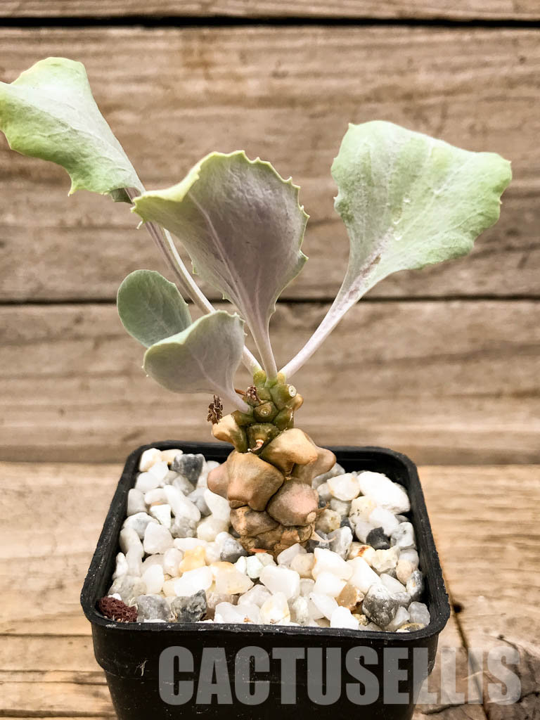 SHPR5308 Othonna herrei, Stinkfonteinberg, South Africa