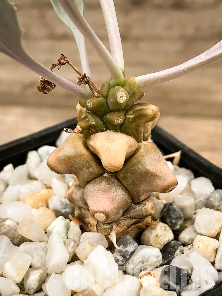 SHPR5308 Othonna herrei, Stinkfonteinberg, South Africa - immagine 3