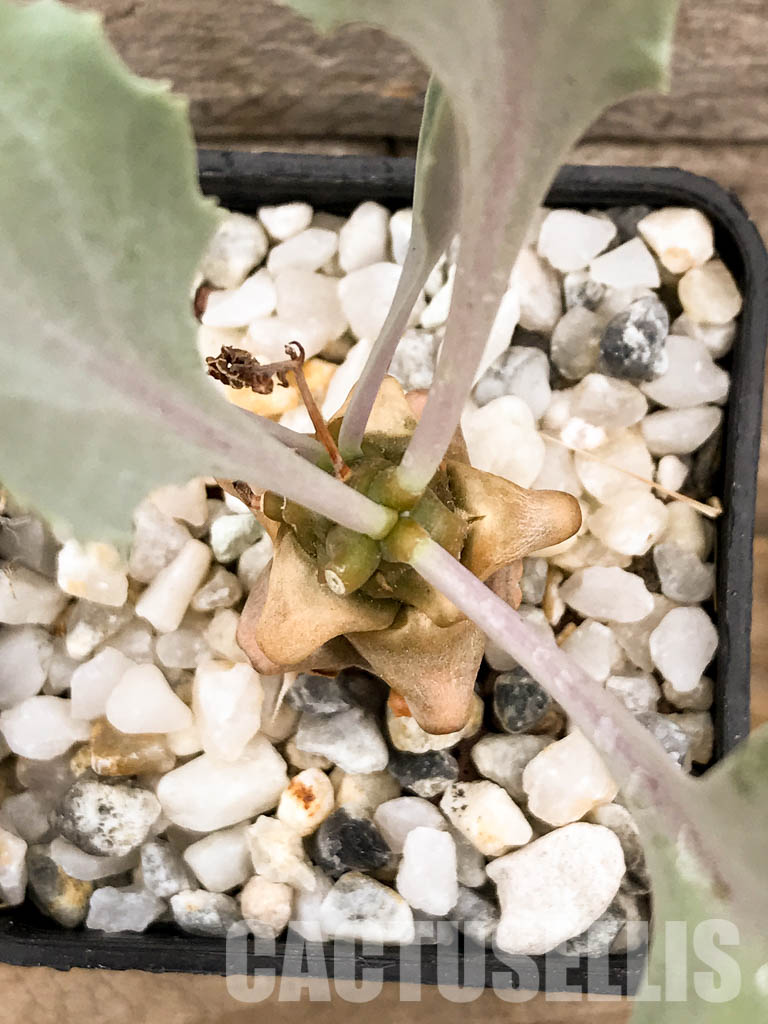 SHPR5308 Othonna herrei, Stinkfonteinberg, South Africa - immagine 4