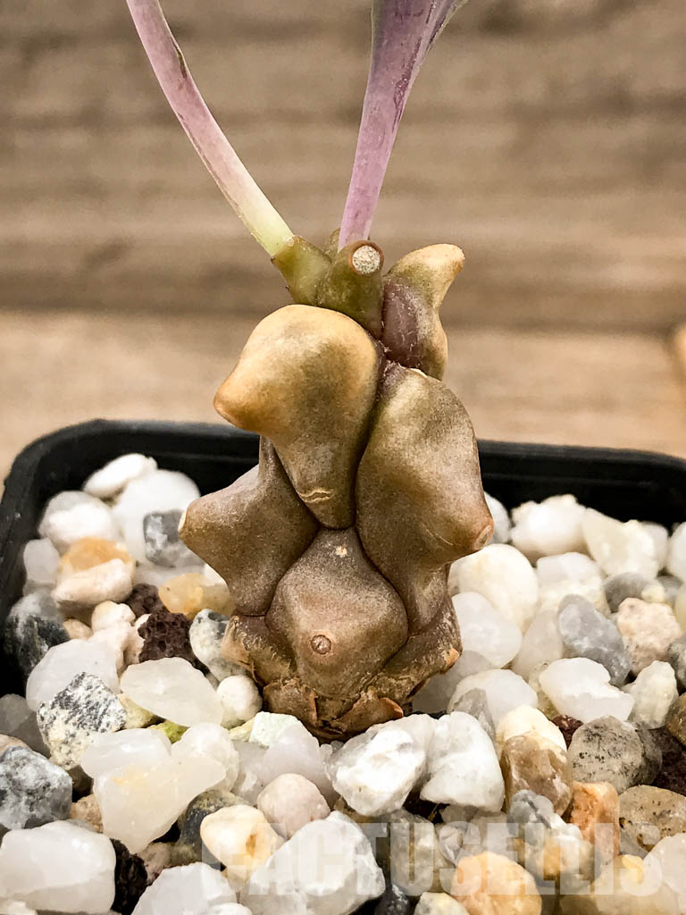 SHPR5308 Othonna herrei, Stinkfonteinberg, South Africa - immagine 5