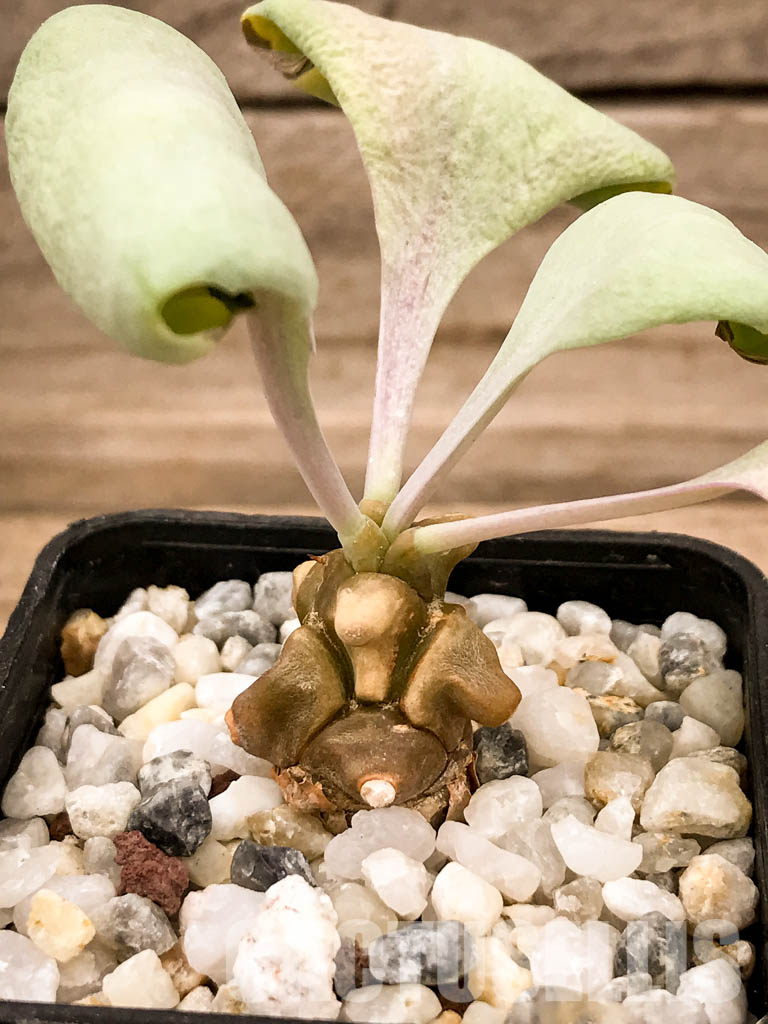 SHPR5308 Othonna herrei, Stinkfonteinberg, South Africa - immagine 6