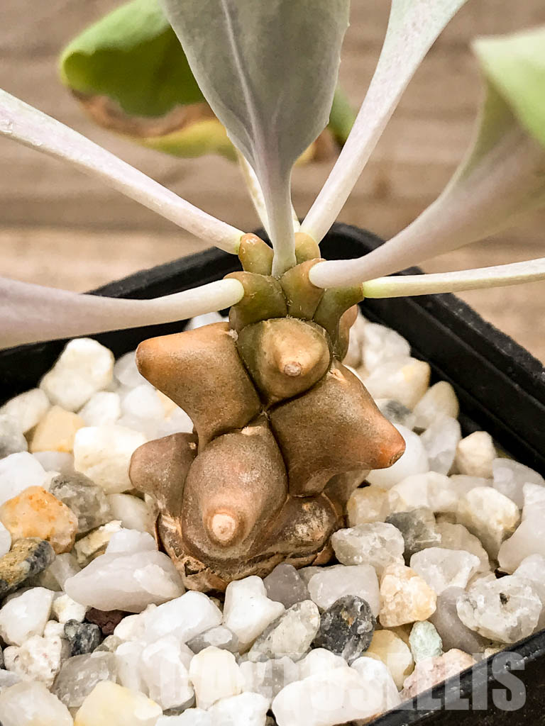 SHPR5308 Othonna herrei, Stinkfonteinberg, South Africa - immagine 7