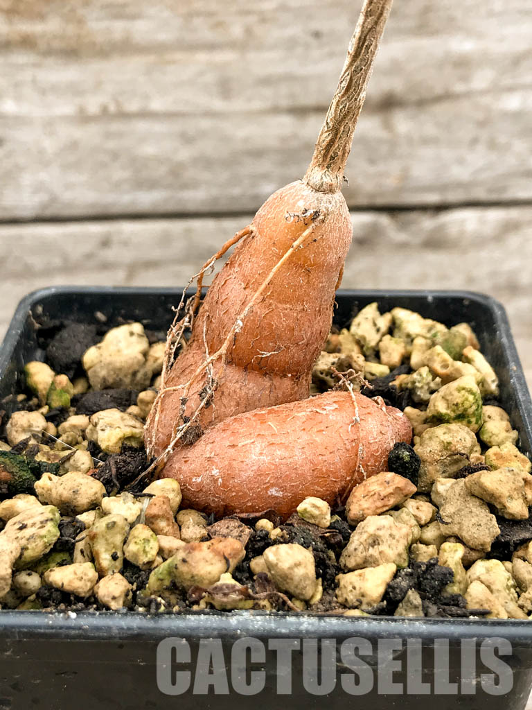 SHPR5316 Operculicarya borealis, Madagascar - immagine 2