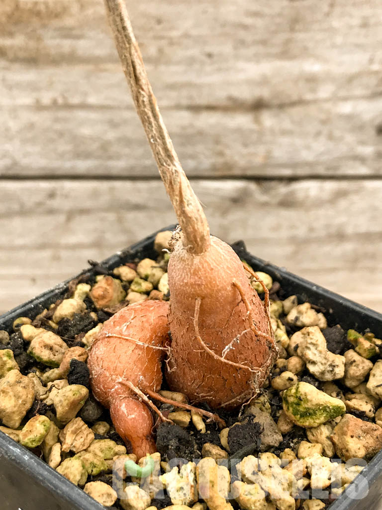 SHPR5316 Operculicarya borealis, Madagascar - immagine 3