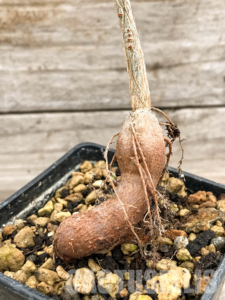 SHPR5316 Operculicarya borealis, Madagascar - immagine 4