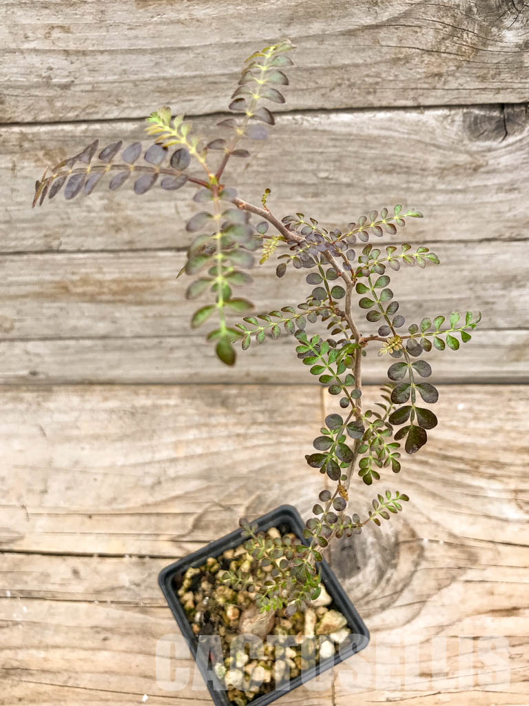 SHPR5316 Operculicarya borealis, Madagascar