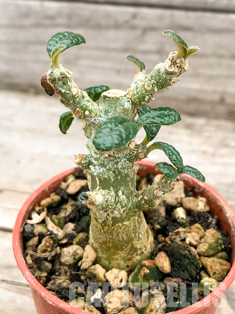 SHPR5317 Dorstenia gigas - Cactus-online