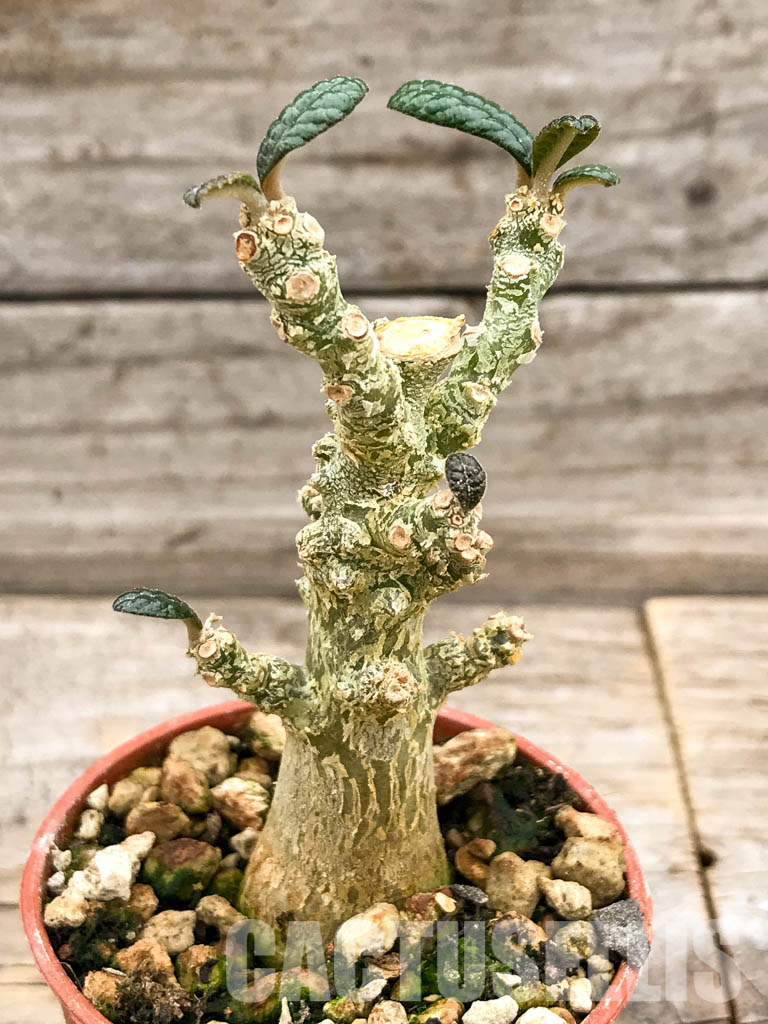 SHPR5317 Dorstenia gigas - Cactus-online
