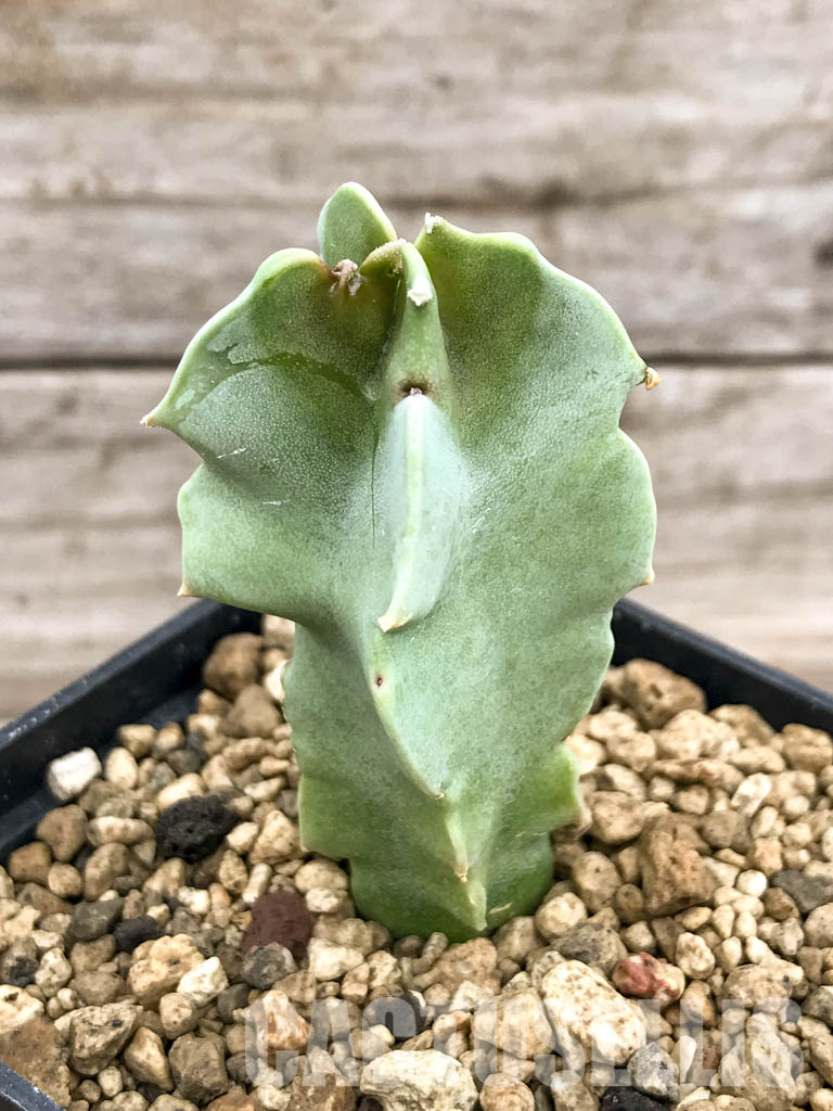 SHPR5318 Caralluma acutangula