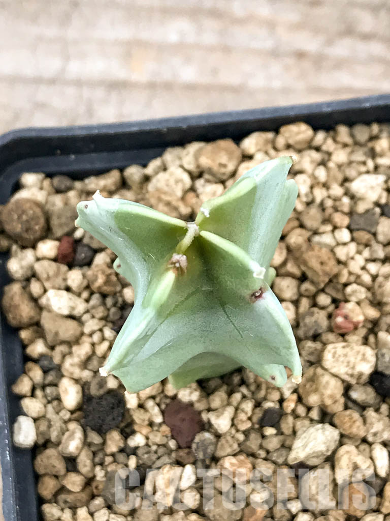 SHPR5318 Caralluma acutangula - Image 4