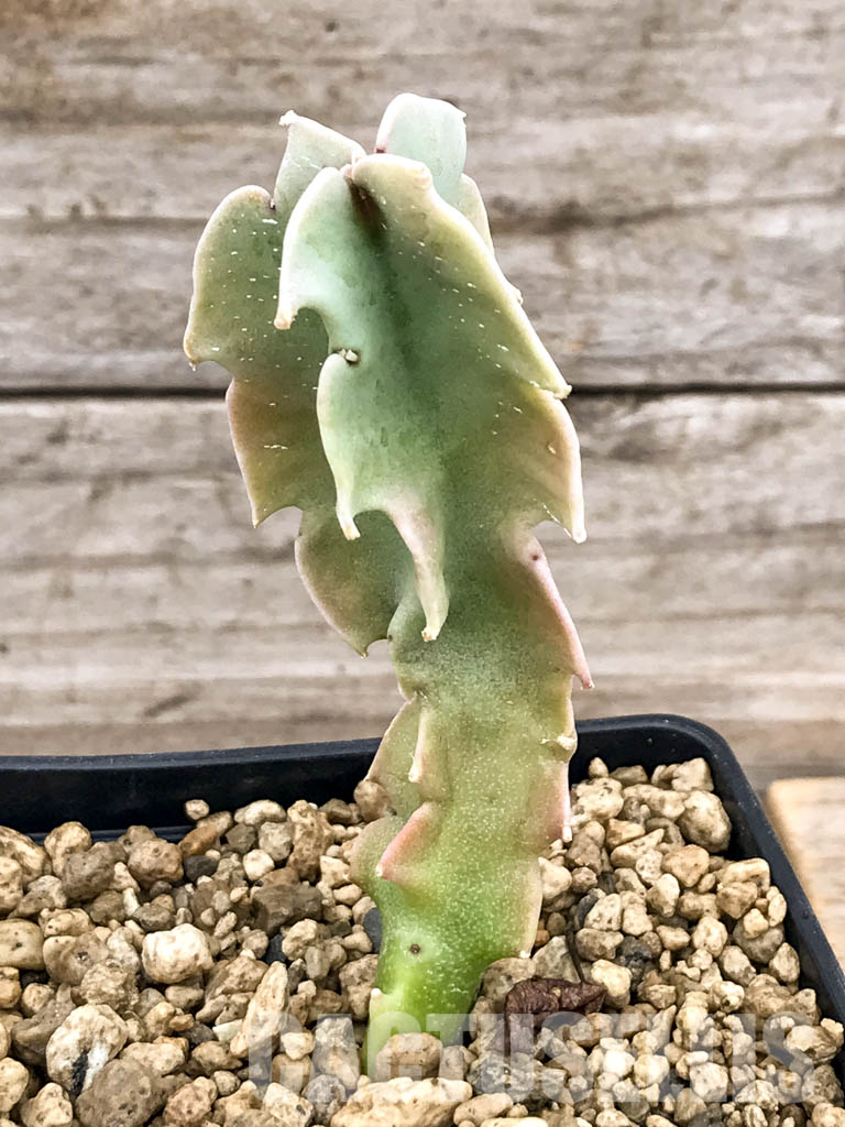 SHPR5318 Caralluma acutangula - Image 5