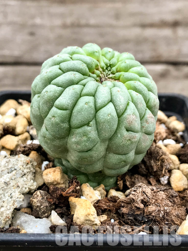 SHPR5319 Trichocaulon cactiforme - Image 3