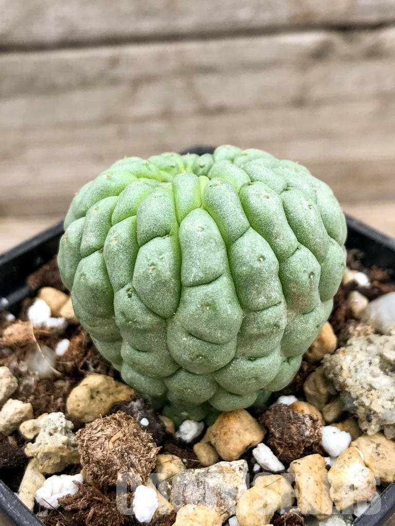 SHPR5319 Trichocaulon cactiforme - Image 4