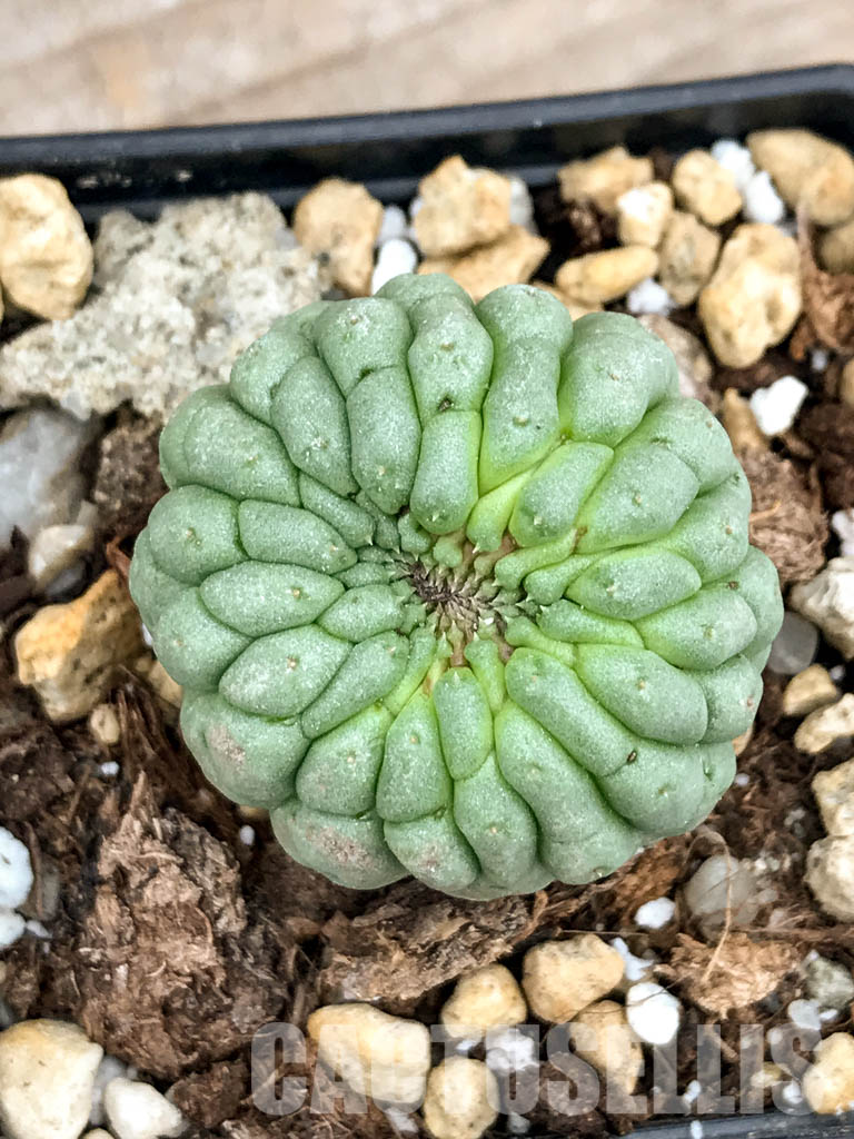 SHPR5319 Trichocaulon cactiforme - Image 5