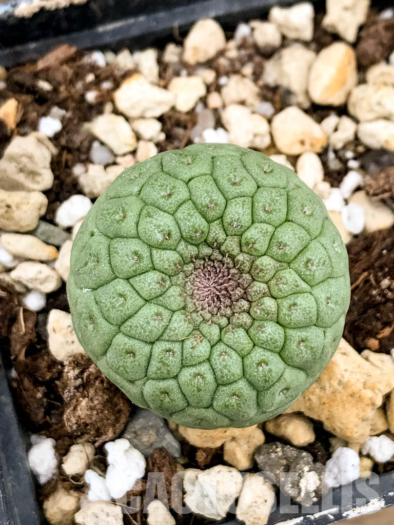 SHPR5319 Trichocaulon cactiforme
