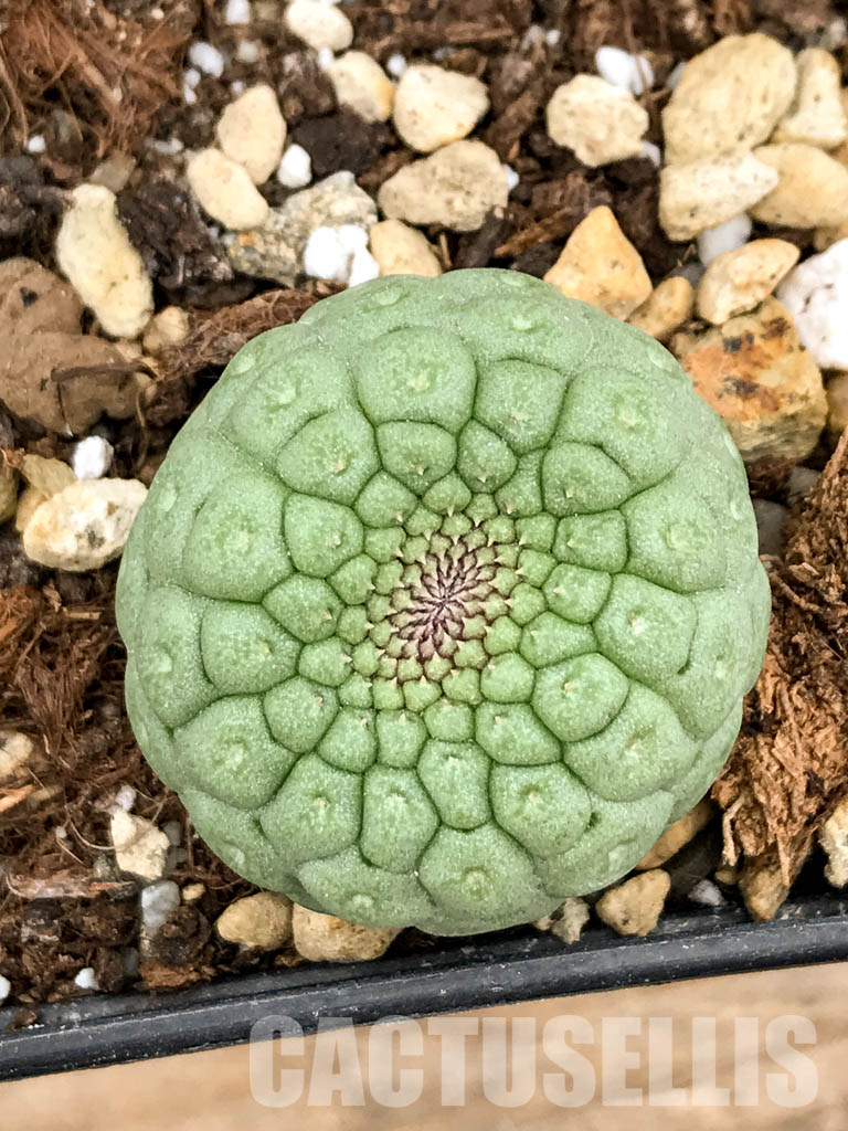 SHPR5319 Trichocaulon cactiforme - Image 7