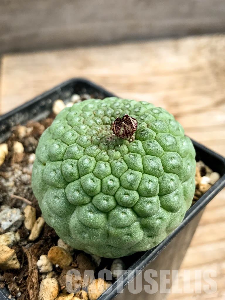 SHPR5319 Trichocaulon cactiforme - Image 2