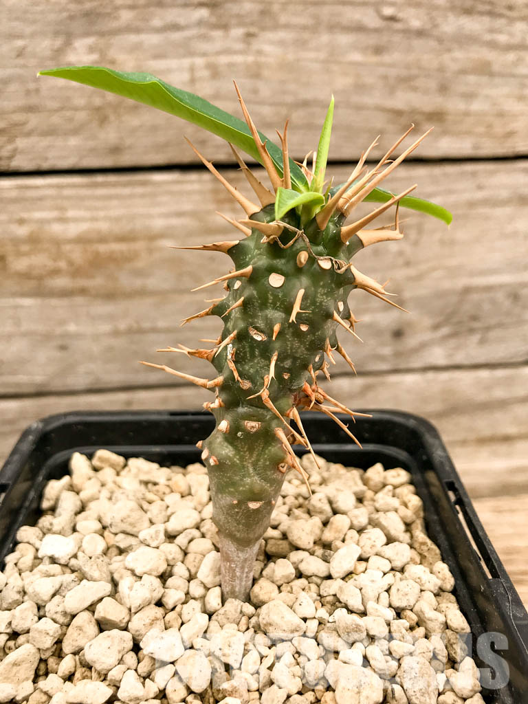 SHPR5337 Euphorbia viguieri, red veins, Madagascar - Image 2